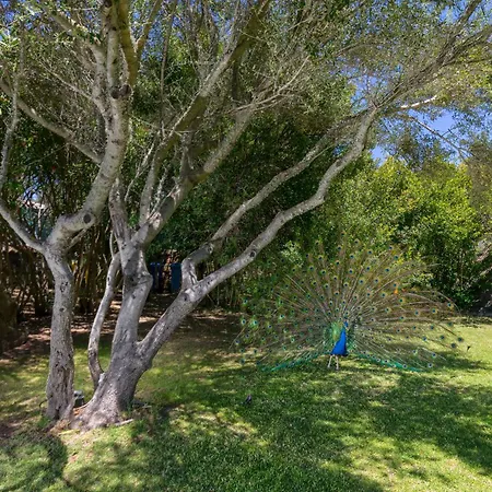 Rosa بورتو روتوندو